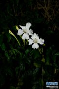 神奇植物在云南｜只在夜间绽放的美丽花朵